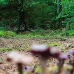 度假居 5 Star Holiday Home In Hovborg